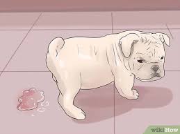 Everything a new owner should know. How To Take Care Of An English Bulldog Puppy With Pictures