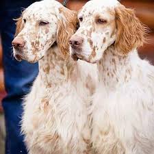 Browse thru our id verified puppy for sale listings to and don't forget the puppyspin tool, which is another fun and fast way to search for puppies for sale in michigan, usa area and dogs for adoption in. Shock Therapy Live On Instagram My Puppy Is An Orange English Setter And When He Grows Up He Will B English Setter Dogs English Setter Puppies English Setter