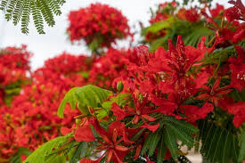red flowers background delonix regia a