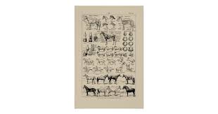 Vintage French Horse Breeds Anatomy Chart Poster Zazzle Com