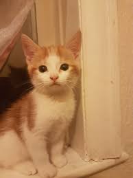 Find cats and kittens for sale in fareham near me. Kittens For Sale In Bd7 Bradford For 15 00 For Sale Shpock