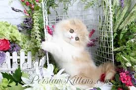 rug hugger persian kittens