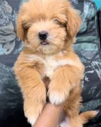 found 4 results for shih tzu mix poodle