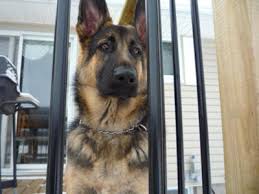 German Shepherd Growth Chart Pictures Best Picture Of