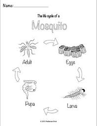 Mosquito Life Cycle Activities Mosquito Life Cycle Life