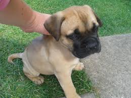 Explore 21 listings for bullmastiff puppies for sale at best prices. Listings Yas Finder