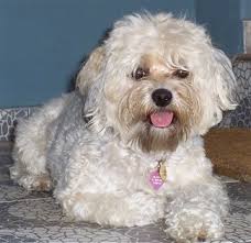 yorkipoo dog breed information and pictures