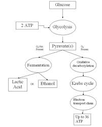 The stages of cellular respiration include glycolysis, . Define Cellular Respiration Class 11 Biology Cbse