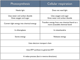 The most common use is the production of energy (in the form of atp during the daytime hours, when photosynthesis is taking place, plants produce more glucose than they can consume. Ch 9 3 Cellular Respiration Flashcards Quizlet