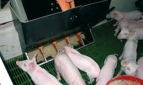 feeders for pigs and piglets