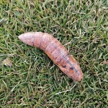 how to get rid of army worms