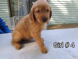 We did not find results for: 4 Female Golden Retriever Puppies Reds Petclassifieds Com