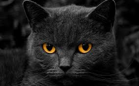 awesome black cat wallpaper 6771695