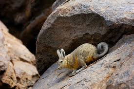 Mert meghaltam a cukiságtól, és nem beszélünk eleget a vadcsillákról. Mountain Viscacha Keyword Search Science Photo Library