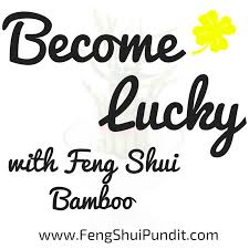 feng shui lucky bamboo plant 8 do s