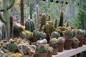Cacti Container Garden Cactus Plants