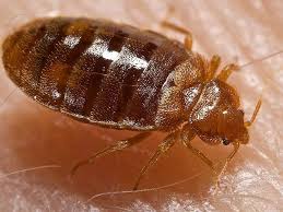 How To Avoid Blooding Bedbugs When