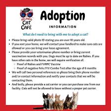 If you would like to meet any of the cats currently available for adoption, please contact the shelter to make cat depot provides a safe haven for a wide variety of cats and kittens on any given day until they are adopted into loving homes. All Our Cats At The Cafe Are Adoptable