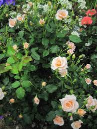 バラ「琴音」優しい色合いのバラ。大好...「庭のバラ２０１４」のアルバム-みんなの趣味の園芸119783