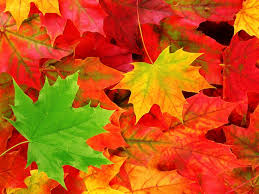 desktop wallpaper autumn leaf color