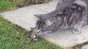 Tom and Jerry in Real Life - YouTube