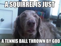 Dog humor