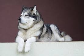 how much does an alaskan malamute cost
