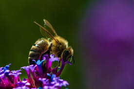 animals insect macro bees hd