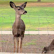 deer deters for your garden