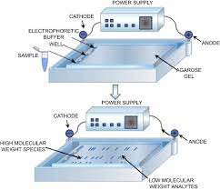 agarose gel electropsis an