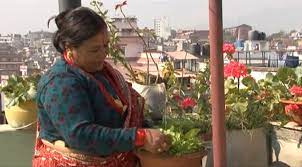 Rooftop Gardening In Kathmandu Nepal