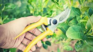 7 best hand pruners for small hands in