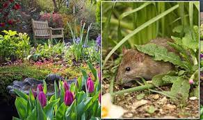 how to keep rats out of your garden