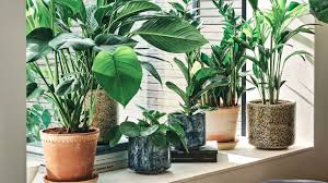 house plant mistakes