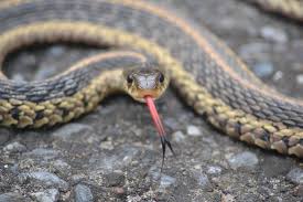 garter snake fast facts u s national