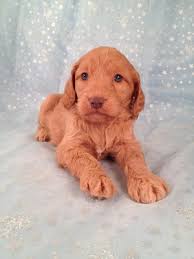 Goldendoodles are a hybrid cross between the golden retriever and the poodle. Goldendoodle Puppies For Sale Goldendoodle Breeder In Iowa