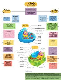 células eucariotas kimberly udocz