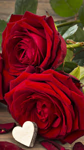 flower rose earth red rose romantic