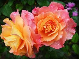 cal benefits of eating rose petals