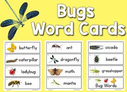 Insect Picture Word Cards Prekinders