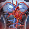 Immagine storia relativa a Patologie cardiovascolari: come preservare la salute del cuore tratta da NEWSFOOD.com