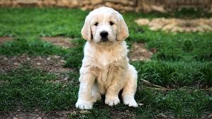 Puppies for sale in austin, tx. F1 English Teddy Bear Goldendoodle Puppies For Sale Austin Texas