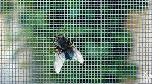 get rid of flies from the en coop