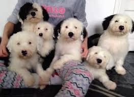 Puppyfind is the fastest and easiest way to find a old english sheepdog, and not to mention the most trusted. Old English Sheepdog Puppies For Sale El Paso Tx 151145