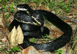 Snakes 24hrs 7 Days A Wk Complete Pest Control Service