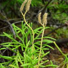 Diphasiastrum complanatum (northern ground-cedar): Go Botany