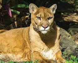 In that year, florida voters ratified a constitutional amendment based on an 1899 joint resolution of the state legislature to add diagonal red bars, in the form of a st. Florida Panther Update Fort Myers Florida Weekly