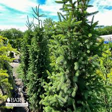 Also, what are the tall skinny evergreen trees? Search Results For Picea Cupressina Bates Nursery Garden Center