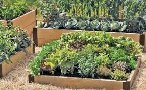 Penuhi kebutuhan pangan sendiri dengan membuat kebun sayur di pekarangan rumah sendiri, cara dan bisa di halaman depan atau belakang sekalipun, tak perlu lahan yang luas. Membuat Halaman Rumah Menjadi Kebun Sayur Cute766