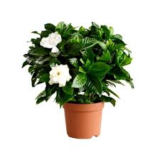 Buy Gardenia Ananta Gandhraj Plant